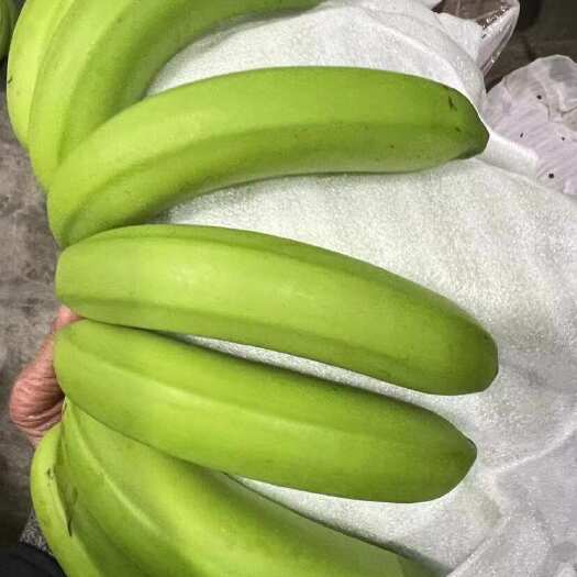 上海精品二级蕉 头青把绿 无青皮软肉 无黑皮 净重27斤