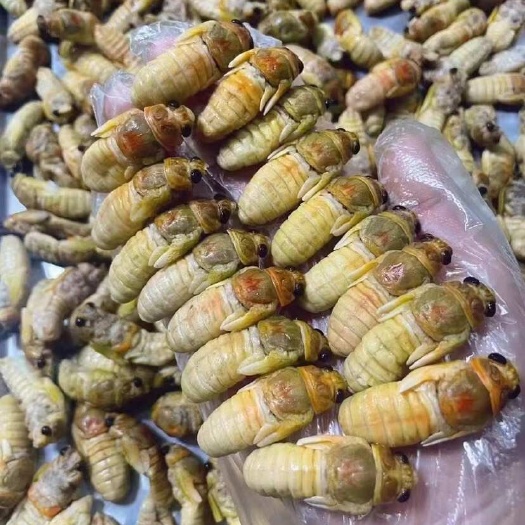 和平县蝉蛹新鲜速冻广东河源本地小竹蝉蛹高蛋白质可食用冷链发货
