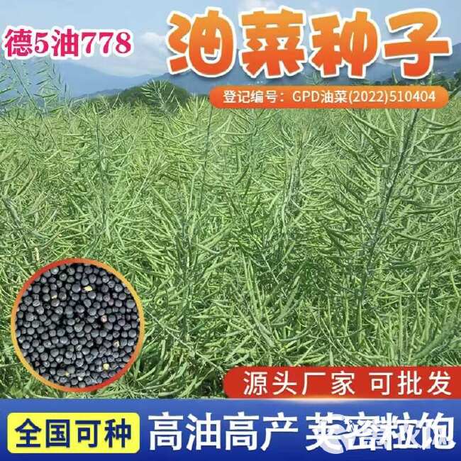 矮壮油88油菜种子 德5油778油菜种子矮杆高油油菜籽种子