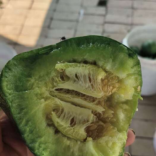 绿宝石甜瓜