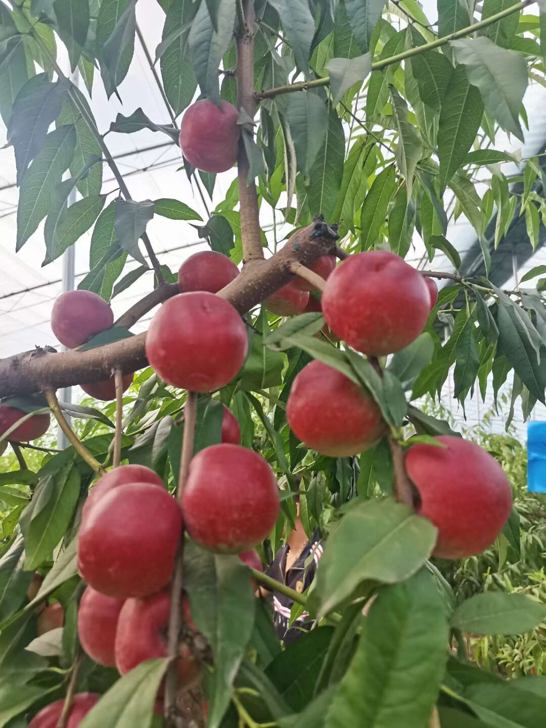 【精品】大荔珍珠棗油桃，口感脆甜香甜核小肉多 早熟上市