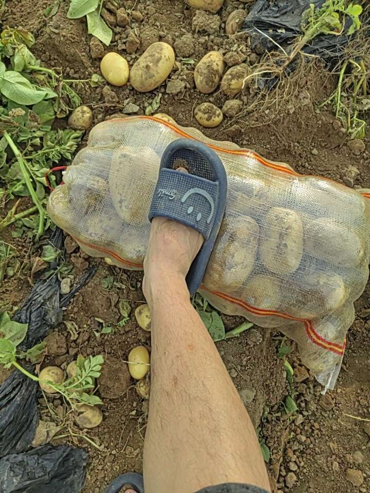 大个沃土五号，有需要的新老客户请联系我？