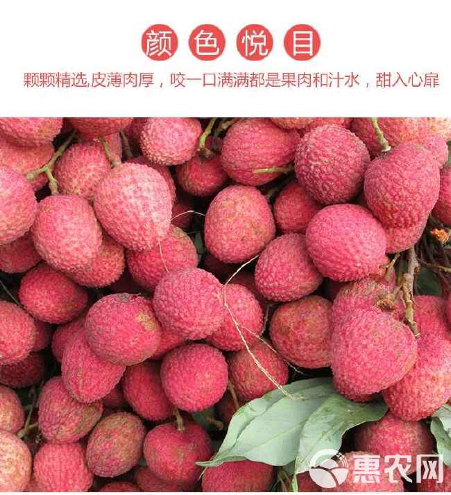 荔枝现摘现发当季水果白糖罂黑叶桂味荔枝批发一件包邮