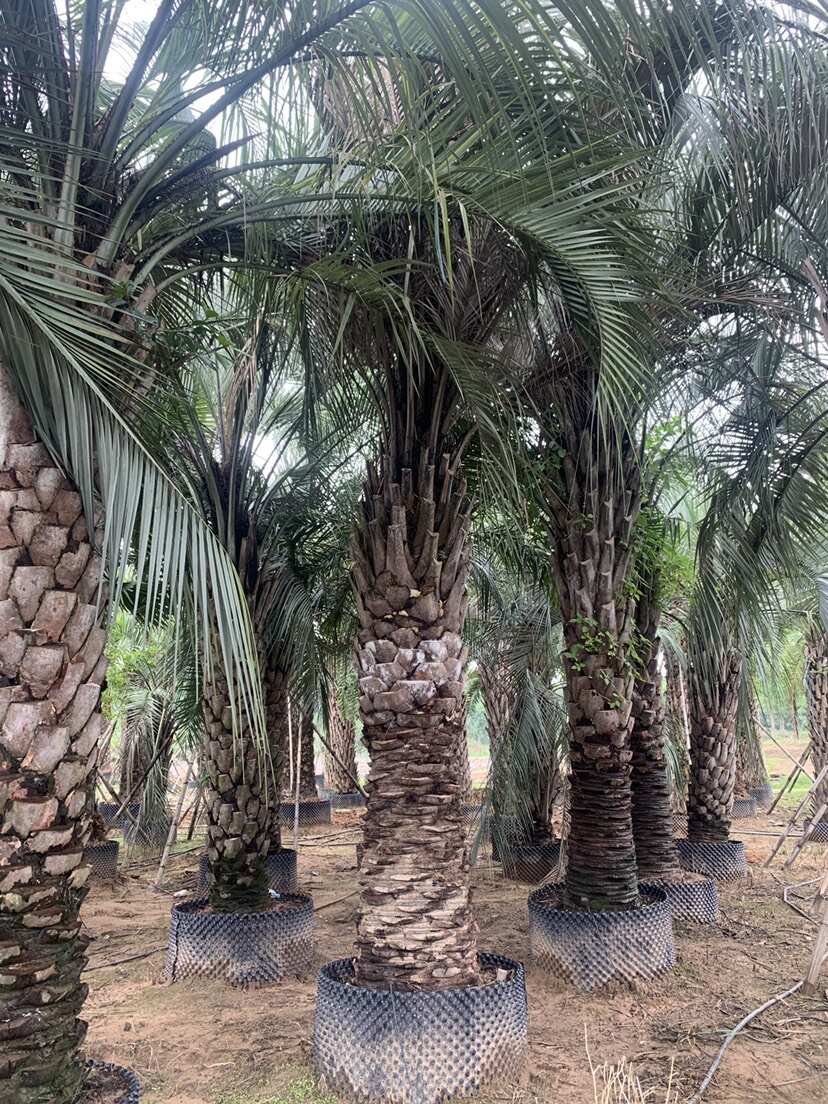 福建漳州布迪椰子种植基地园林绿化