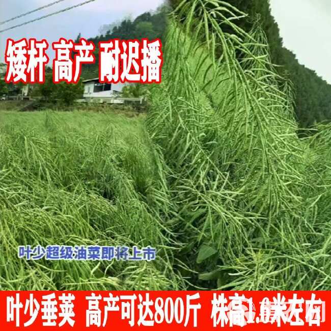 旱地山地坡地油菜种子神鑫油2号油菜籽种子矮杆耐迟播油菜籽种子