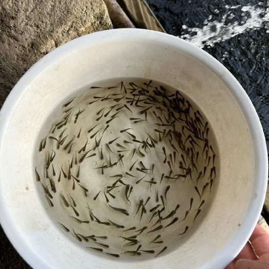 黄冈草鱼小片