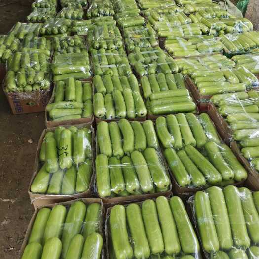 中牟县精品瓠瓜  大量现货  产地直供 一手货源 质量保证代发全国