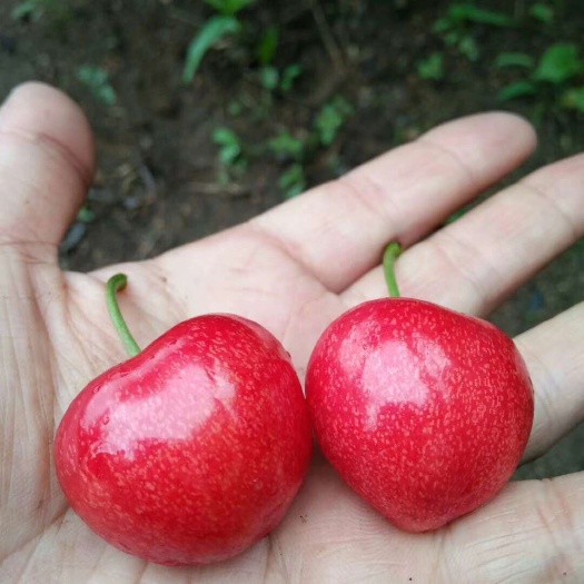 沙蜜豆大果