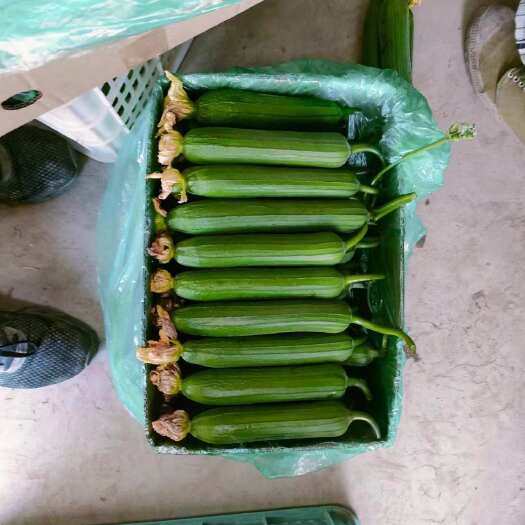  丝瓜