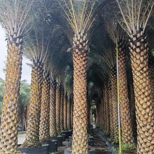 漳州中东海枣，银海枣批发！棕榈类苗木批发价格实惠