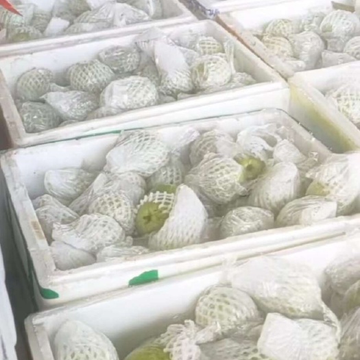 廉江市西瓜红芭乐，新鲜上市，维生素高，清脆爽口，是老少皆宜