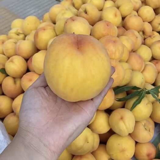 商丘自家种植黄金蜜一号
