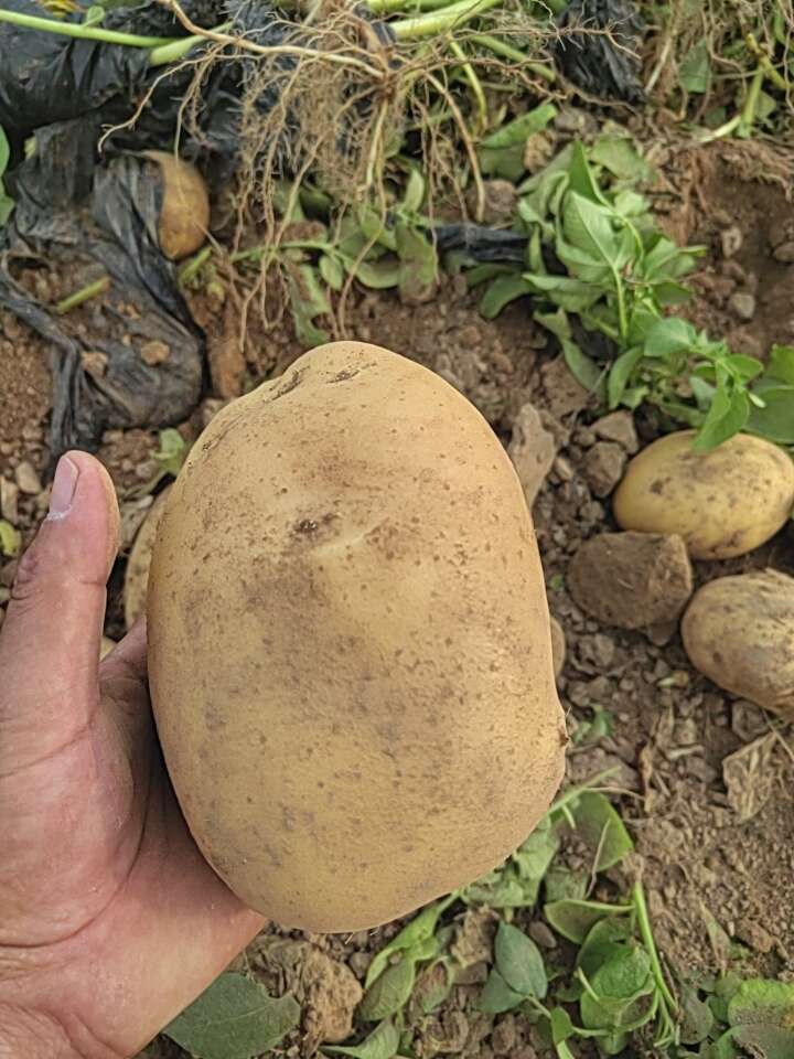 大个沃土五号，有需要的新老客户请联系我？