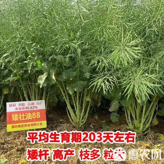 矮壮油88油菜种子 德5油778油菜种子矮杆高油油菜籽种子