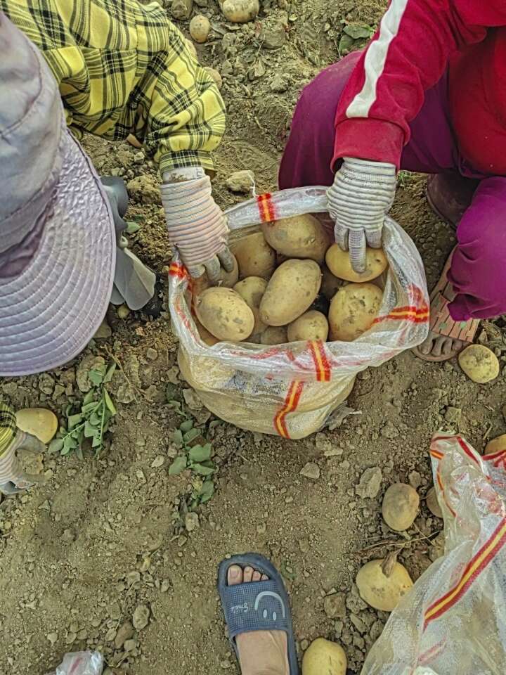 大个沃土五号，有需要的新老客户请联系我？