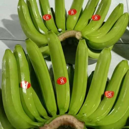 上海大量现货菲律宾香蕉，30斤大箱4-5-6-把，全国可发