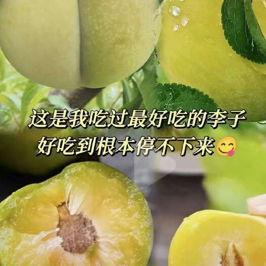 镇宁县原产地六马蜂糖李，纯甜蜂糖李，现摘现发，精选礼盒包装包邮到家