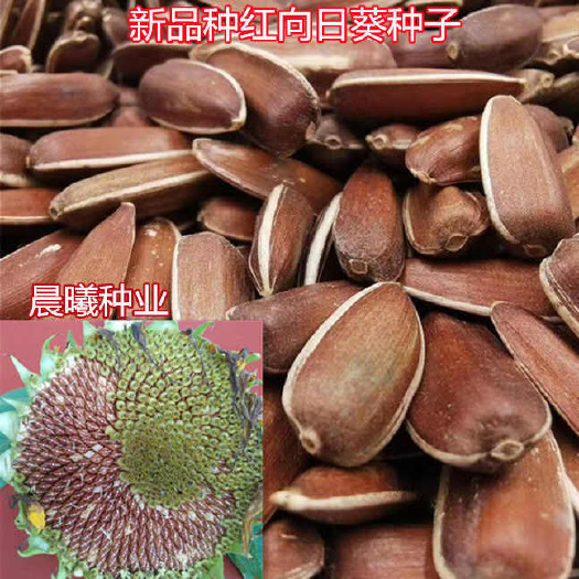 衡南县大型食用新品红向日葵种子瓜子种子饱满葵花籽阳台庭院大田种