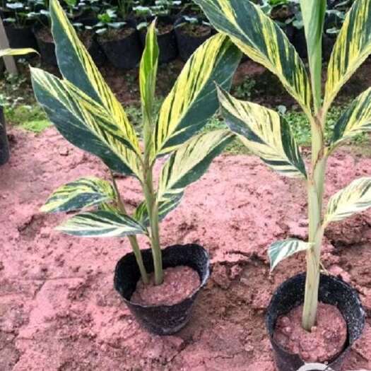 漳平市花叶良姜绿化苗木基地直销，一手货源，量大价优，精挑细选，自产