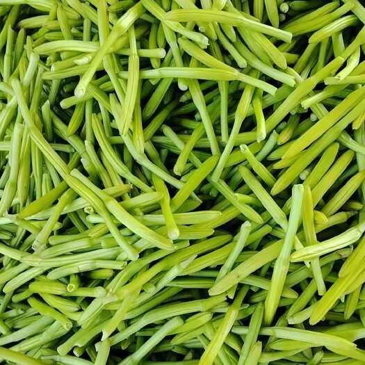利辛县助农产品新鲜黄花菜，无化肥无催熟