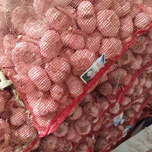 周口产地大量供应鲜蒜批发，有需求的联系