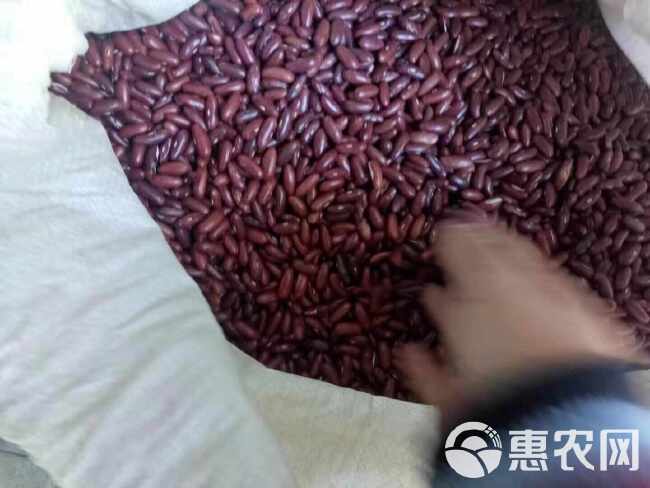 无筋架豆种子豆角菜豆中熟75稍耐热无筋无纤维荚肉厚鲜嫩