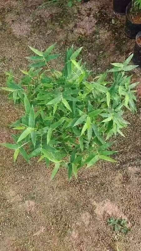 姬米竹盆景基地直销，精挑细选，量大价优，自产自销