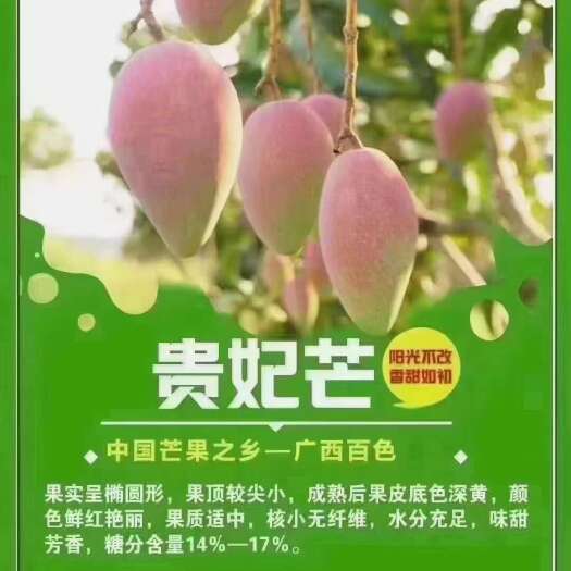 田东县广西百色田东县，贵妃芒