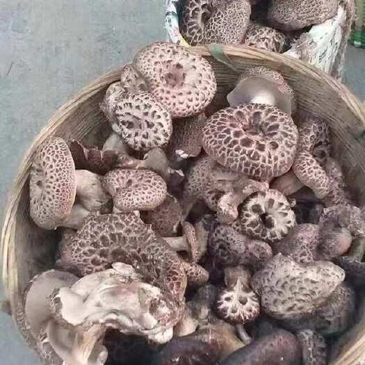 康定市虎掌菌