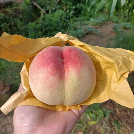  蜜桃