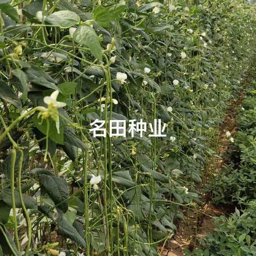 昆明耐热豆角种子耐高温豇豆种子翠绿色品质好条长肉厚无鼠尾结的多