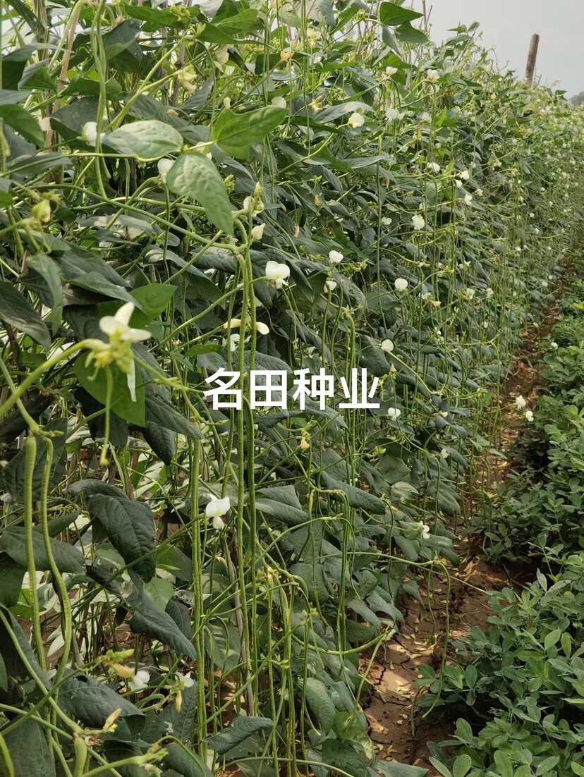 耐热豆角种子耐高温豇豆种子翠绿色品质好条长肉厚无鼠尾结的多