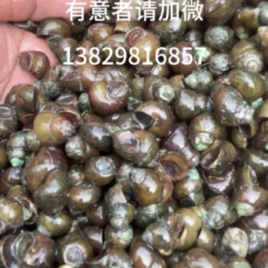 阳西县螺蛳