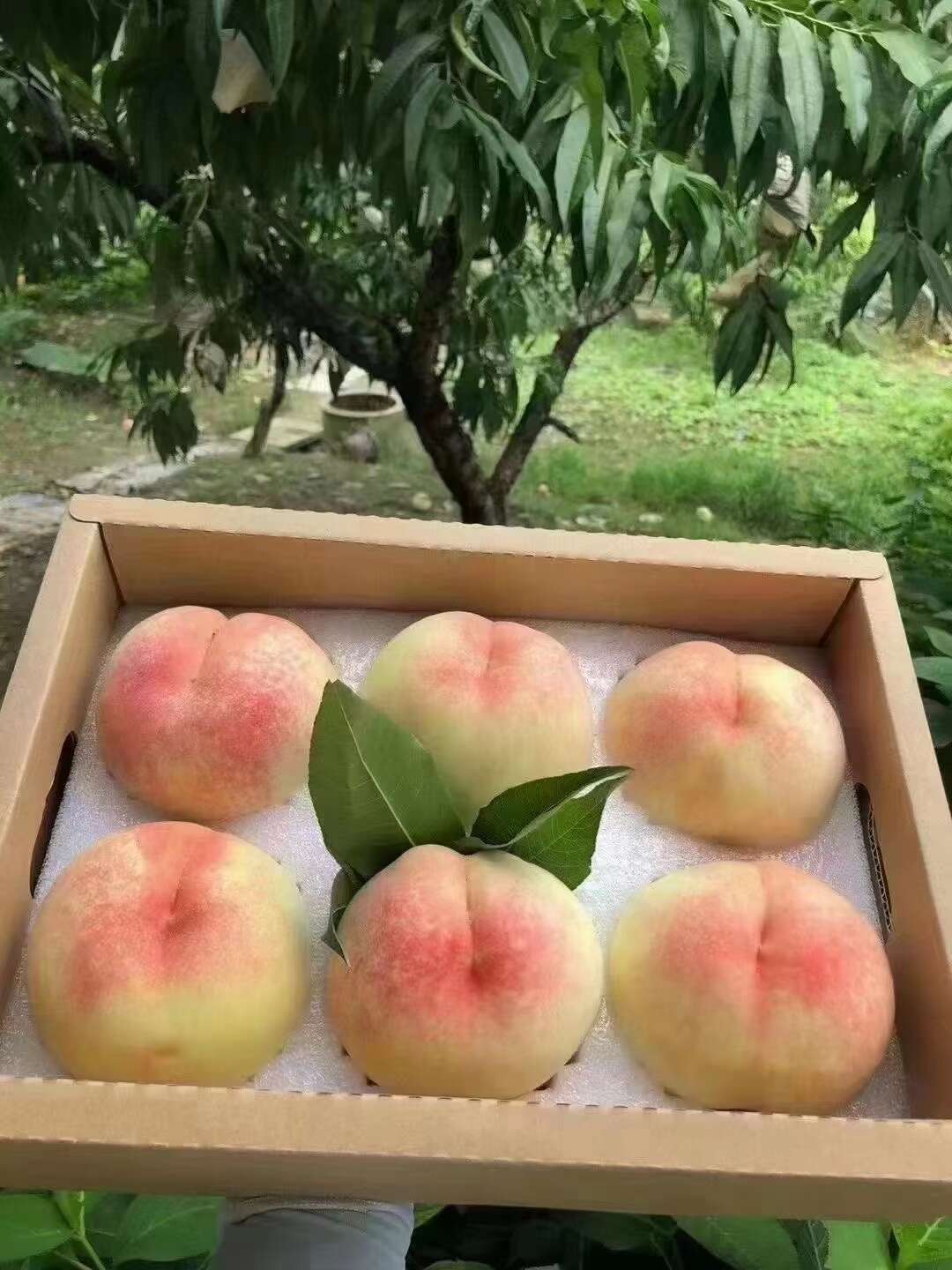 蜜桃