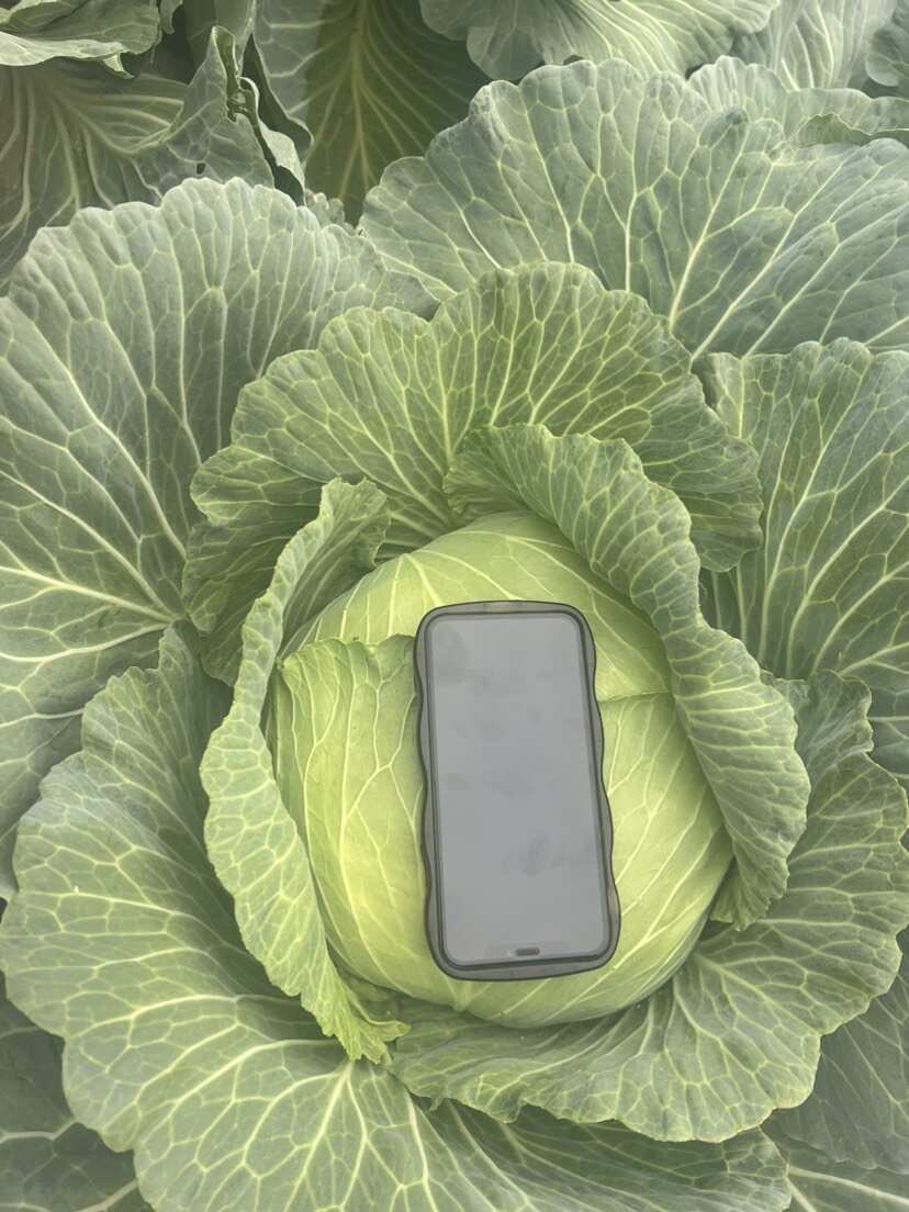 【推荐】湖北京丰扁包菜甘蓝基地直供现砍现装一手货源对接全国市