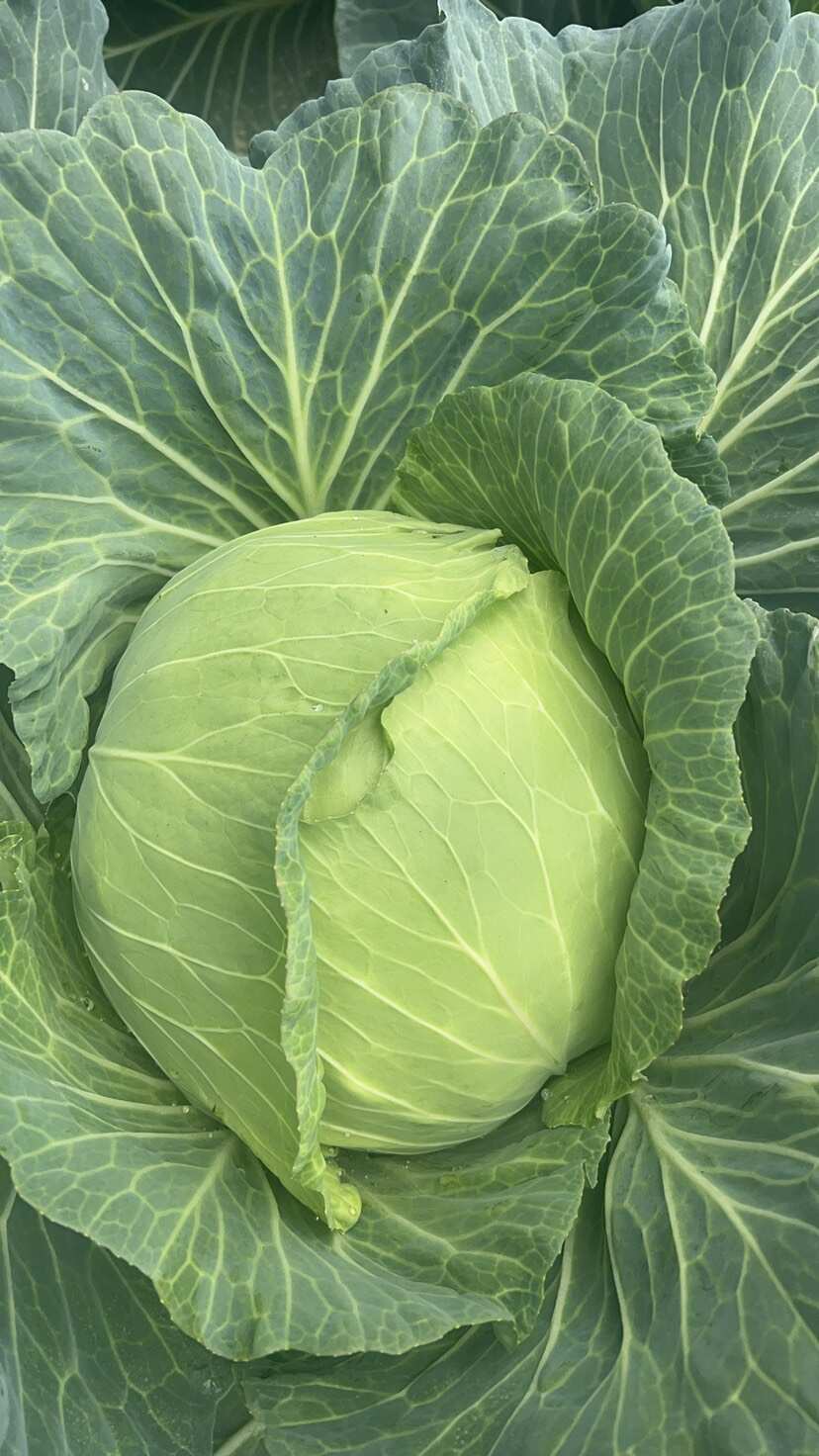 【推荐】湖北京丰扁包菜甘蓝基地直供现砍现装一手货源对接全国市