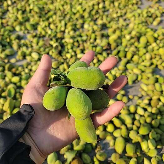 江油市五倍子24年新货【产地直销】量大从优，暂时断货 接受预定
