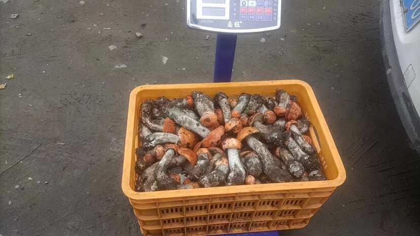 康定市鹅蛋菌
