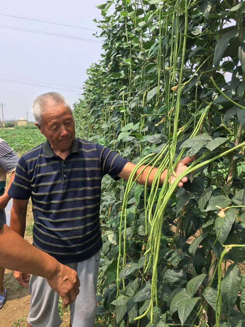 宝岛翡翠鸟耐热翠绿色豆角种子无鼠尾不鼓籽光滑顺直产量高结的