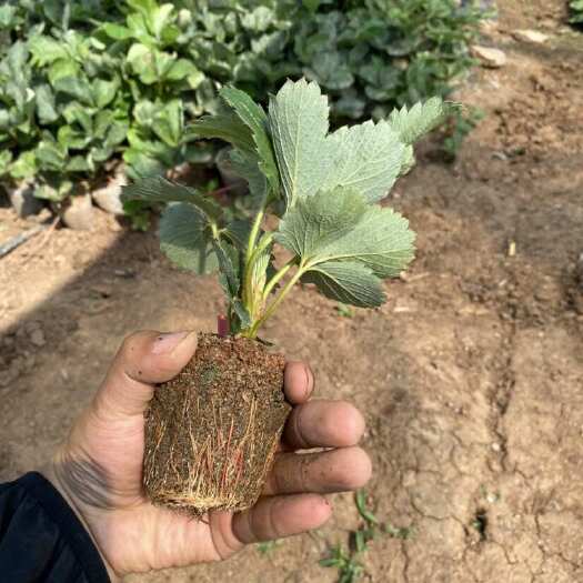 宁城县自用多余红颜99草莓碗/裸根苗 多余20万左右颗 欢迎预定