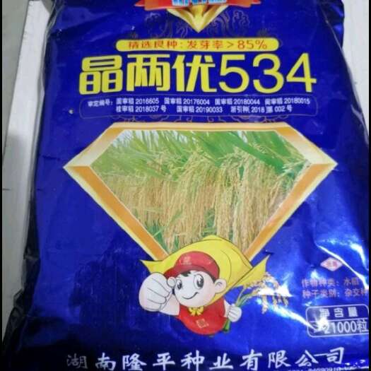 晶两优534