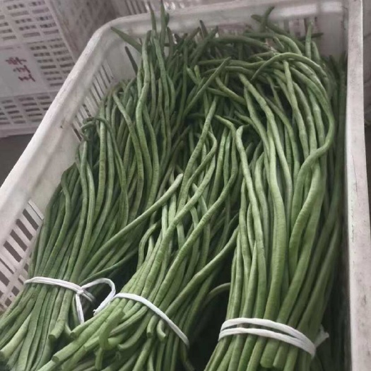 如皋市豇豆