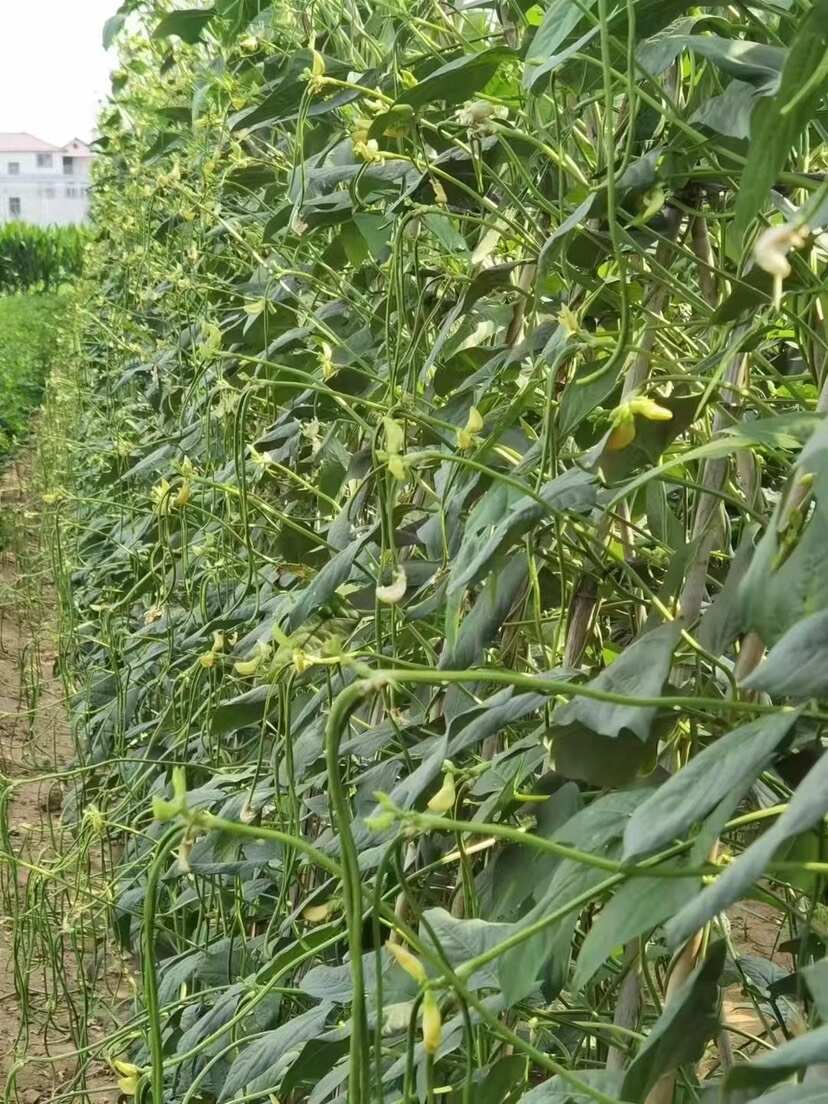 耐热豆角种子耐高温豇豆种子翠绿色品质好条长肉厚无鼠尾结的多