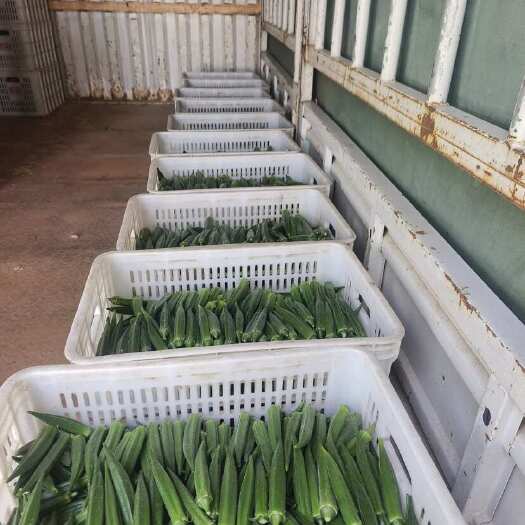 嘉祥县水果秋葵 基地直发