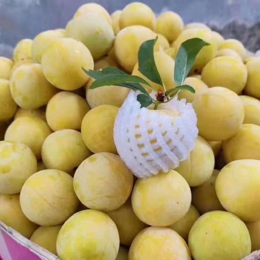 冰糖李汉源桃花李