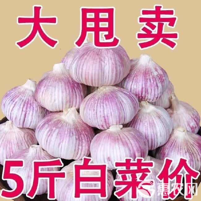 干果大蒜，紫皮，耐储存