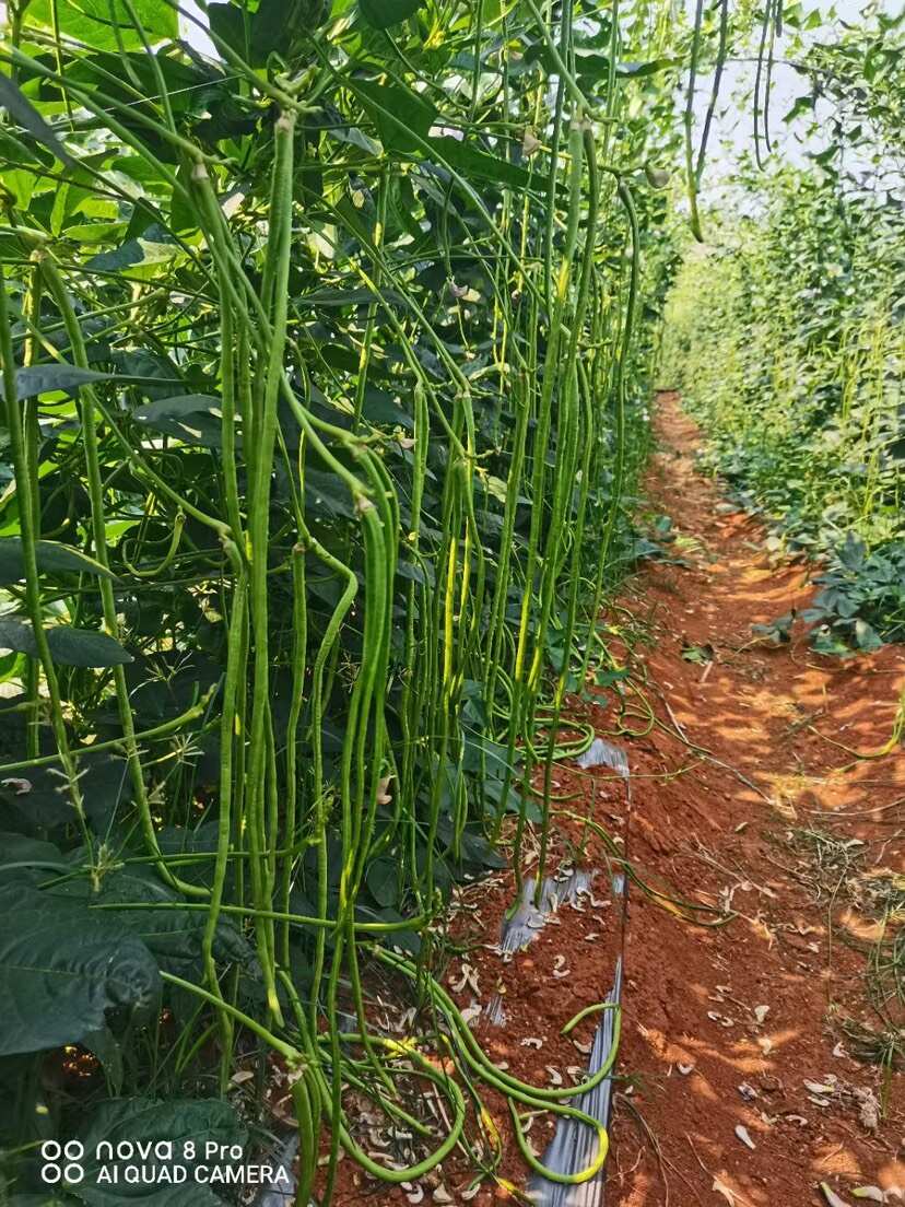 耐热豆角种子耐高温豇豆种子翠绿色品质好条长肉厚无鼠尾结的多