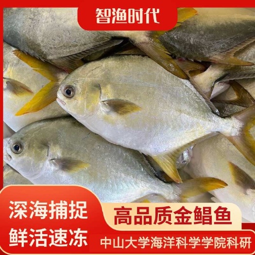 珠海【顺丰包邮】珠海智渔海鲜高配金鲳鱼（8两/条）中大团队科研口