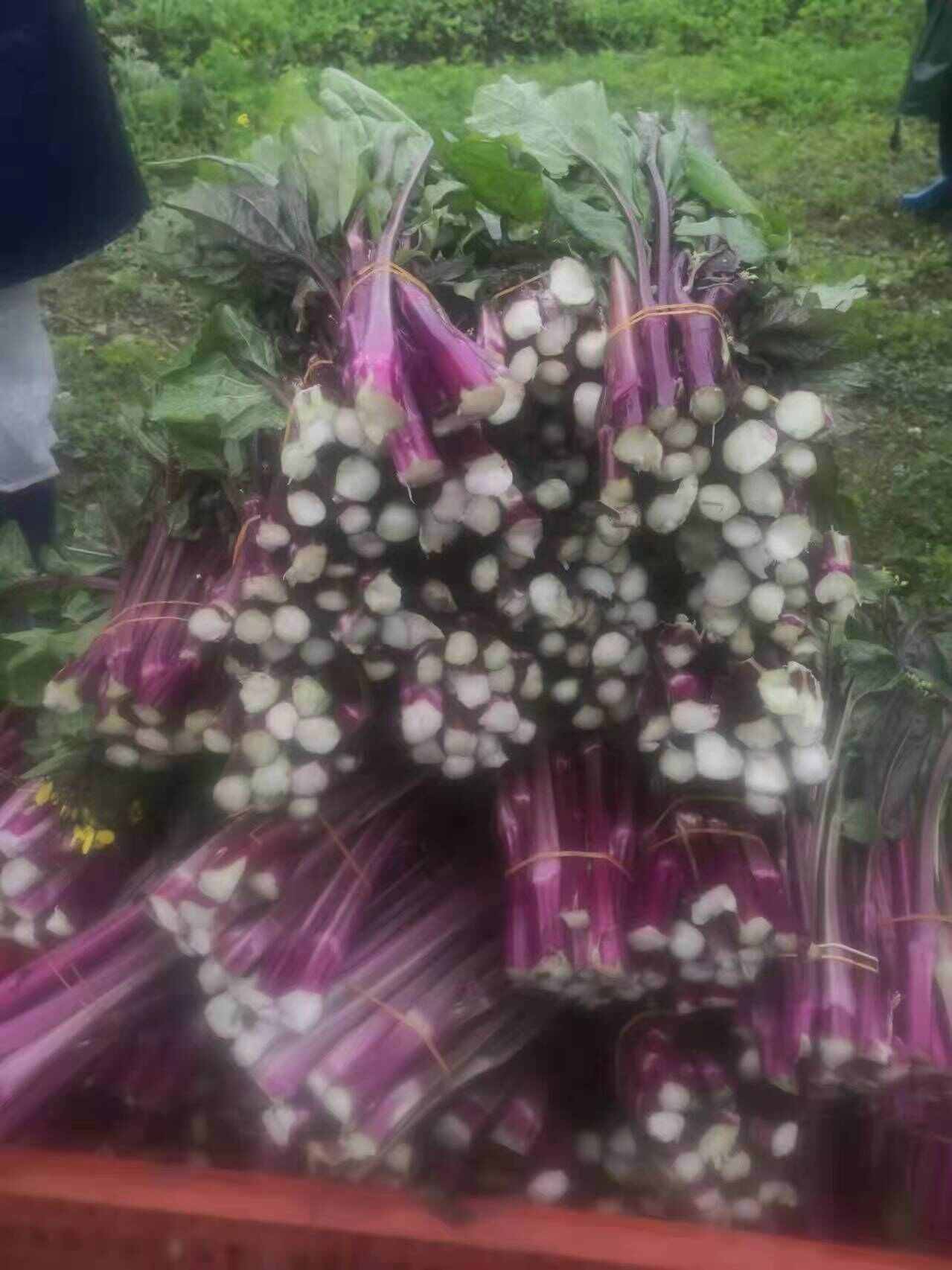 红菜苔上市供应中