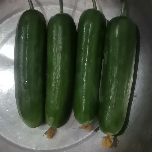 无刺水果小黄瓜